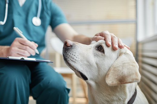 Tier Krankenversicherung